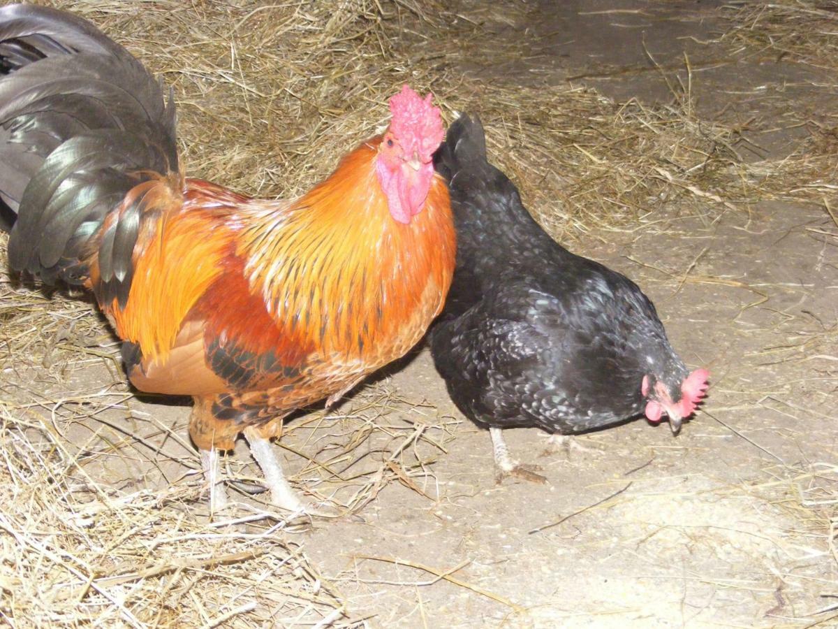 Casa de Férias Ferme Hurlet *